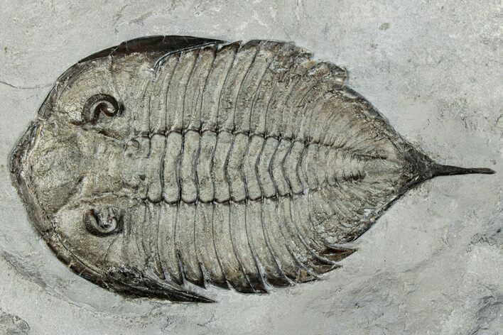 Dalmanites Trilobite Fossil - New York #295598